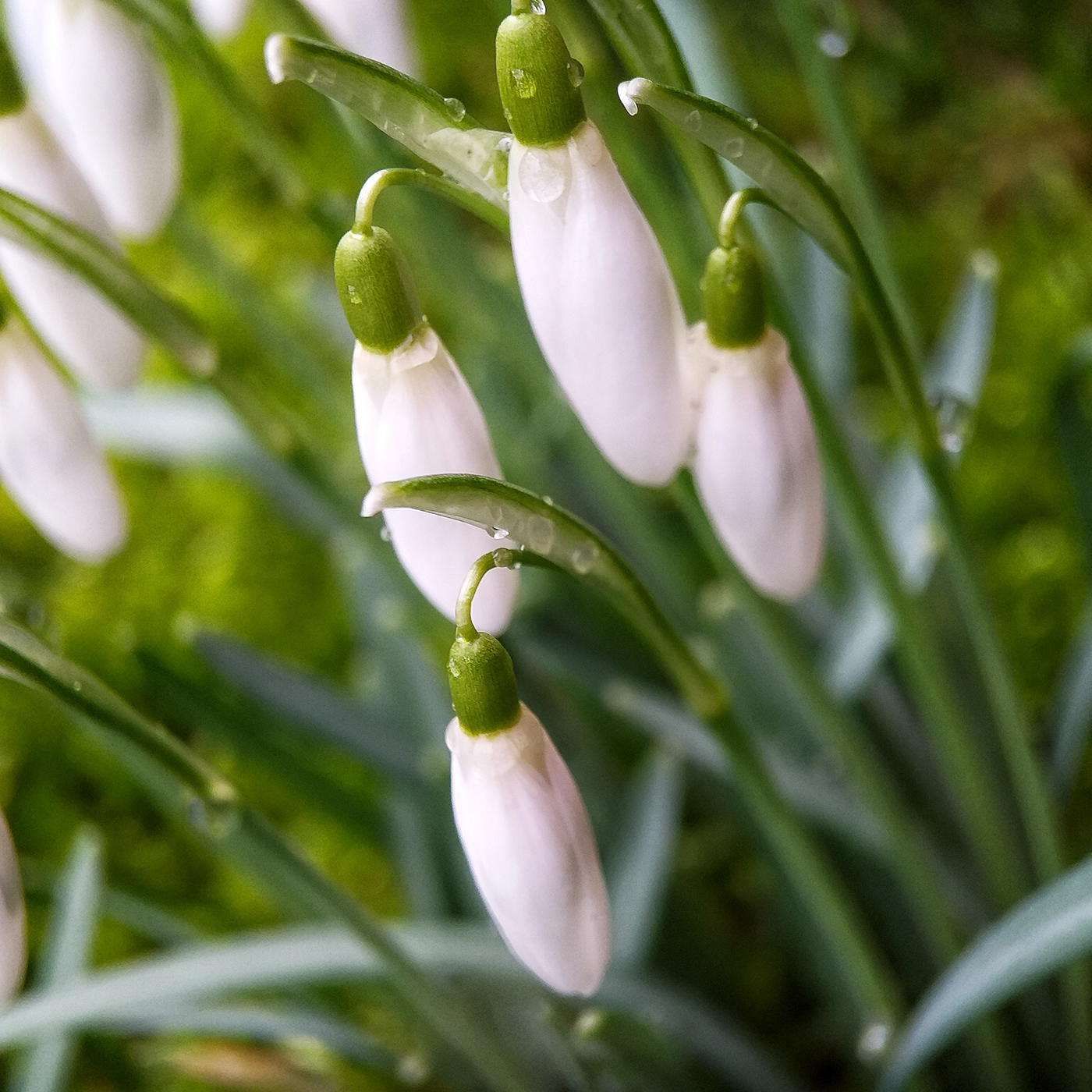 spring Nature botanic plants outdor photo photos Photography  colorphotography