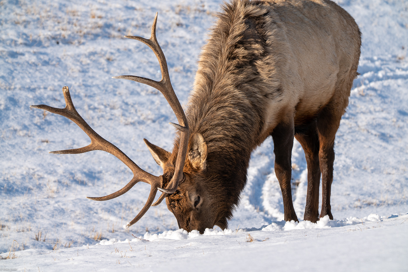 Colorado elk Nature Photography  rockies Rocky Mountains snow winter