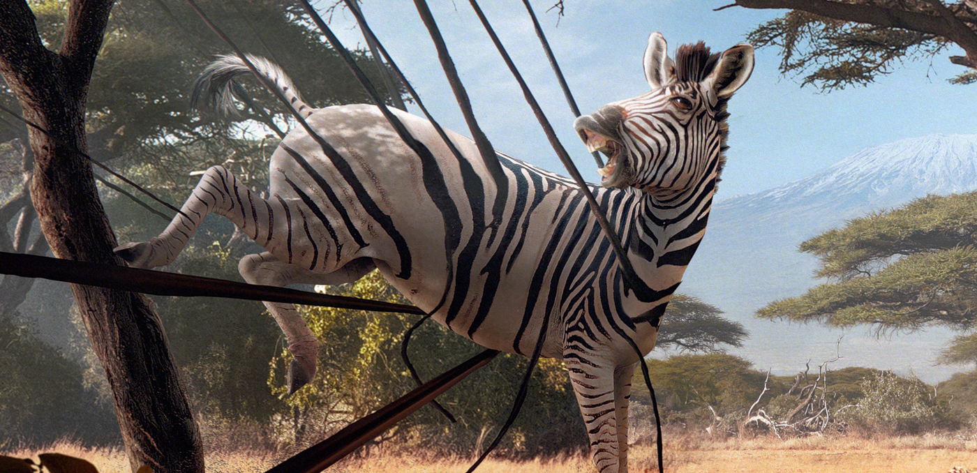 zebra photoshop africa savana animal Landscape Digital Art  art direction 