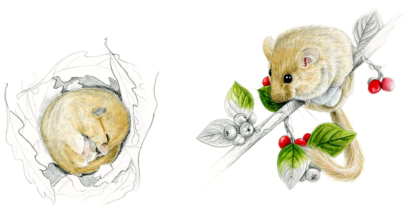 animal illustration dessin naturaliste ILLUSTRATION  illustration naturaliste muscardin Muscardinus avellanarius naturalism NATURE STUDY rodent rongeur