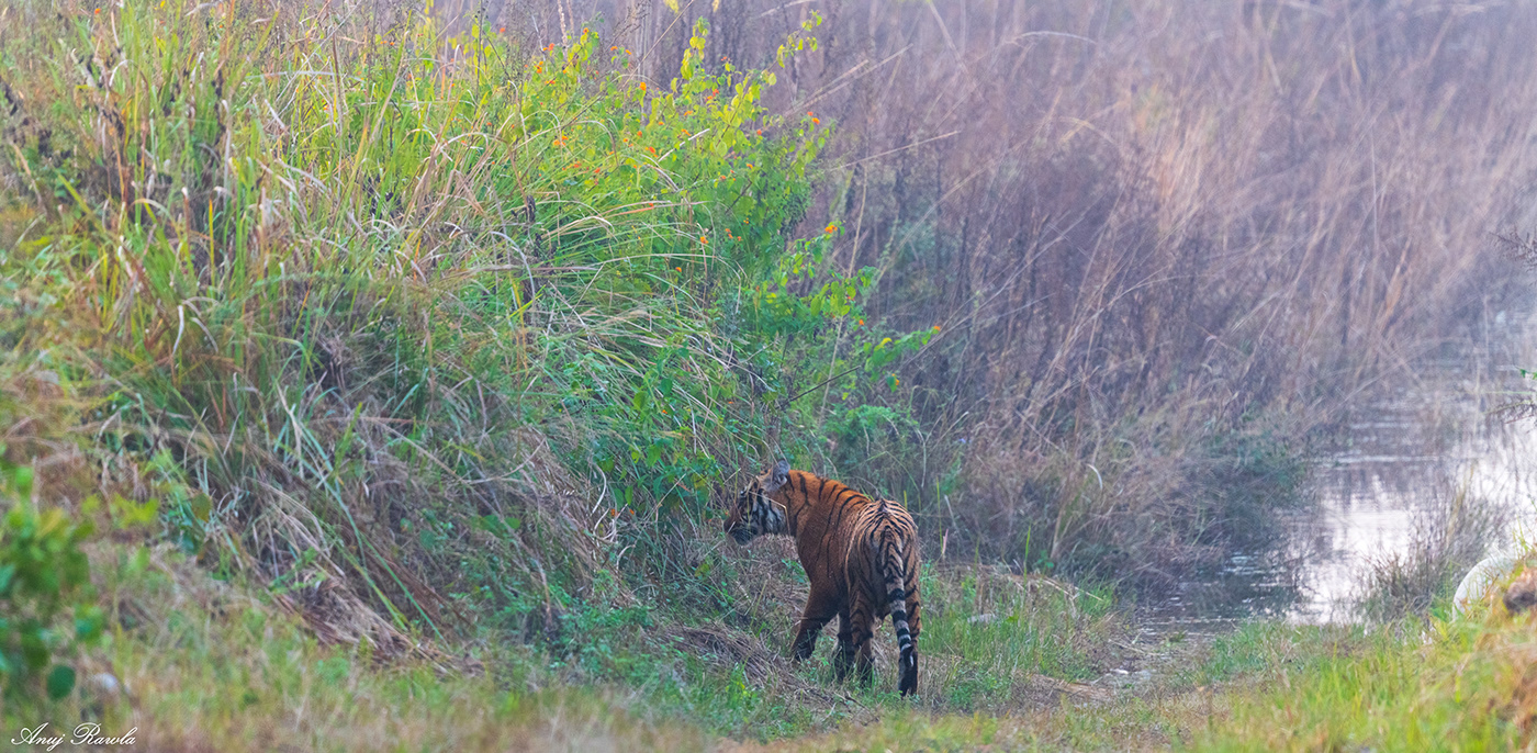 bird jungle Landscape Leica Nature Nikon Photography  sunset tiger wildlife