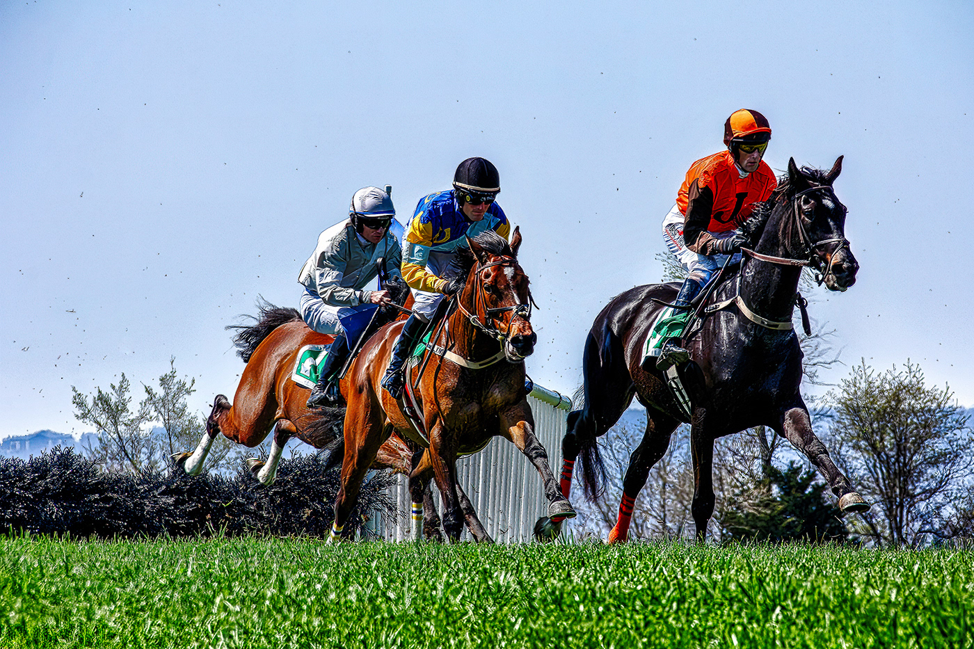 equestrian equine Horse racing horses loudoun county Point to Point Steeplechase
