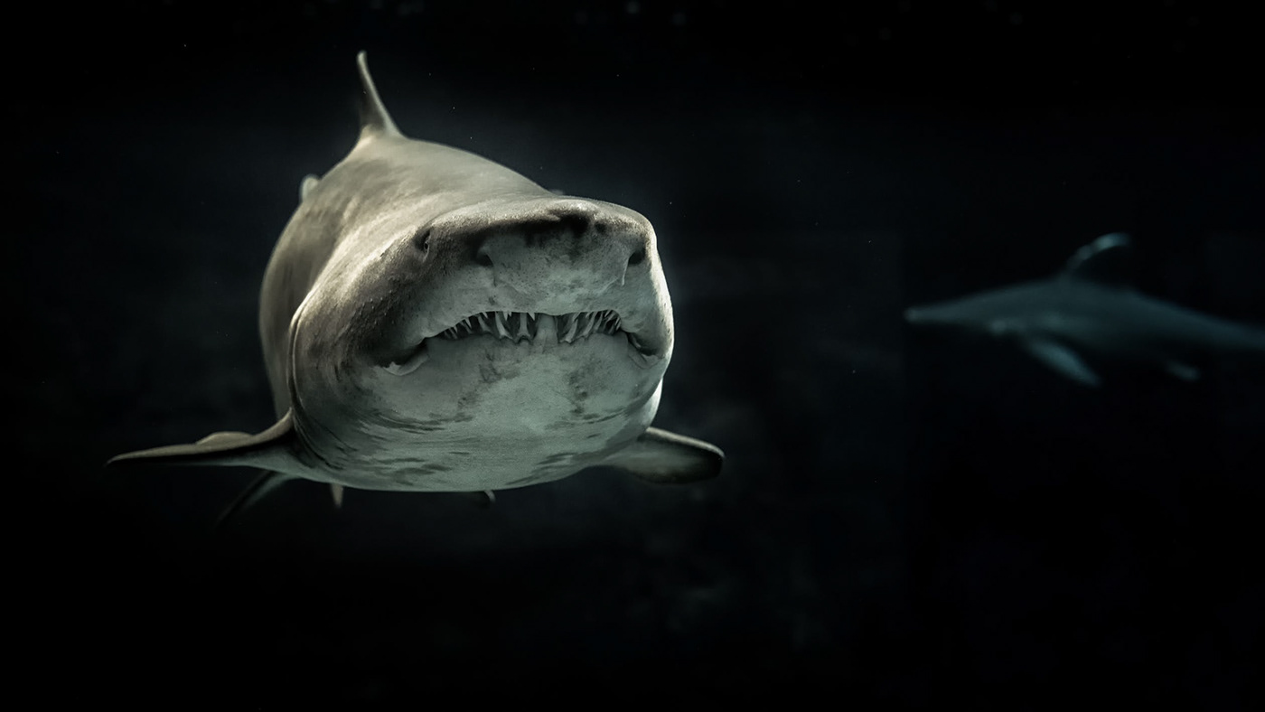 Logan Sekulow Shark Movies sharks Movies