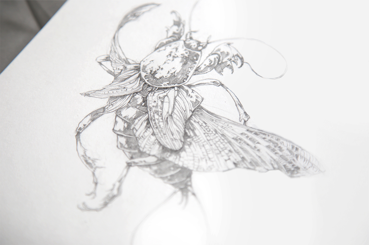 Ivan Belikov further up sketches pencil sketchbook moleskine ink birds feathers