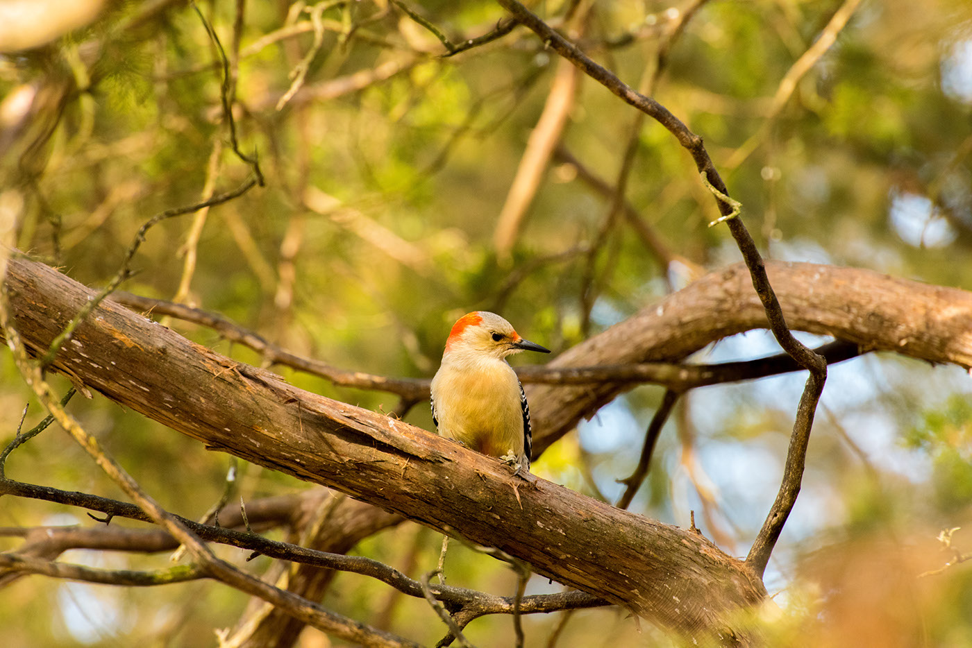 goldfinch chickadee woodpecker birds