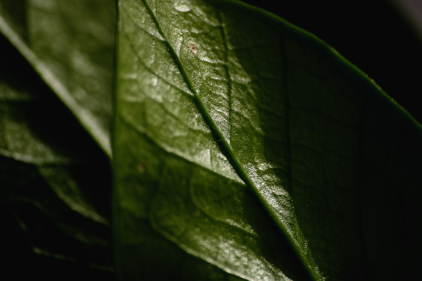 plants Plant green texture surface leaf leaves contemporary photography retouching  Photography 