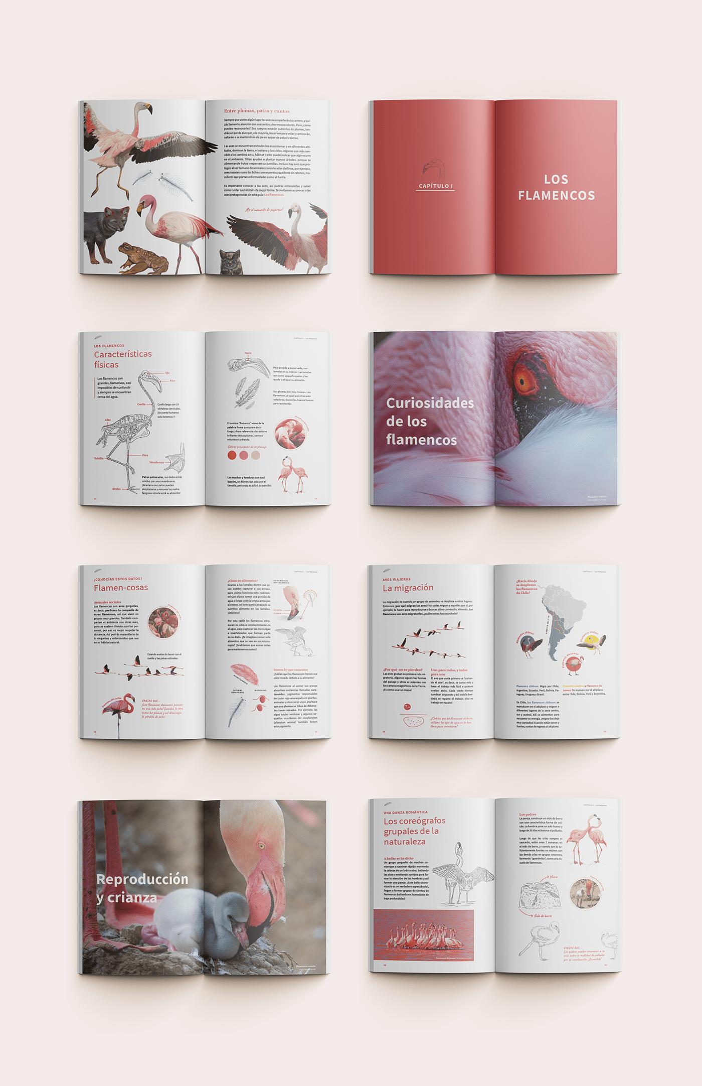 animals bird book book design conservation editorial design  flamingo Guide Nature print