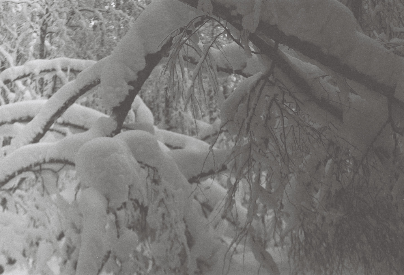 argentique film photography black and white trees Landscape Nature neige hiver paysage dark ecology