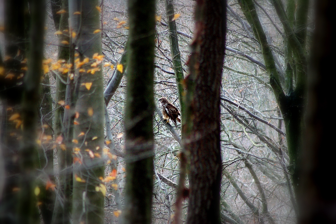 bird of prey forest November autumn Carpathians flight SKY