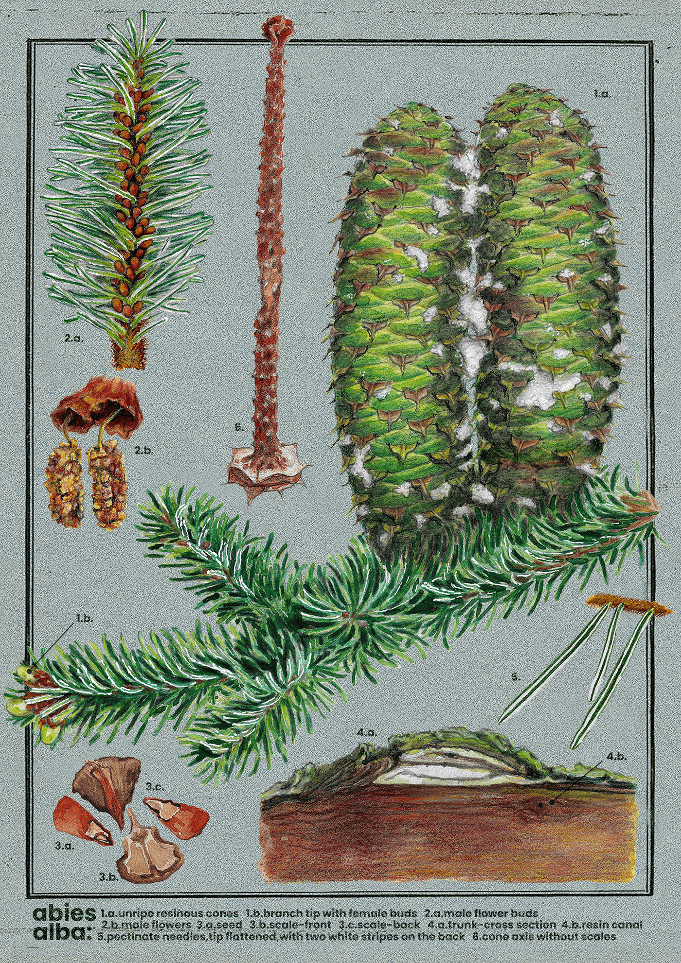 native plants native trees biodiversity botanical illustration mixed media Bioma biomaterrestra antropoflora Conifer european silver fir
