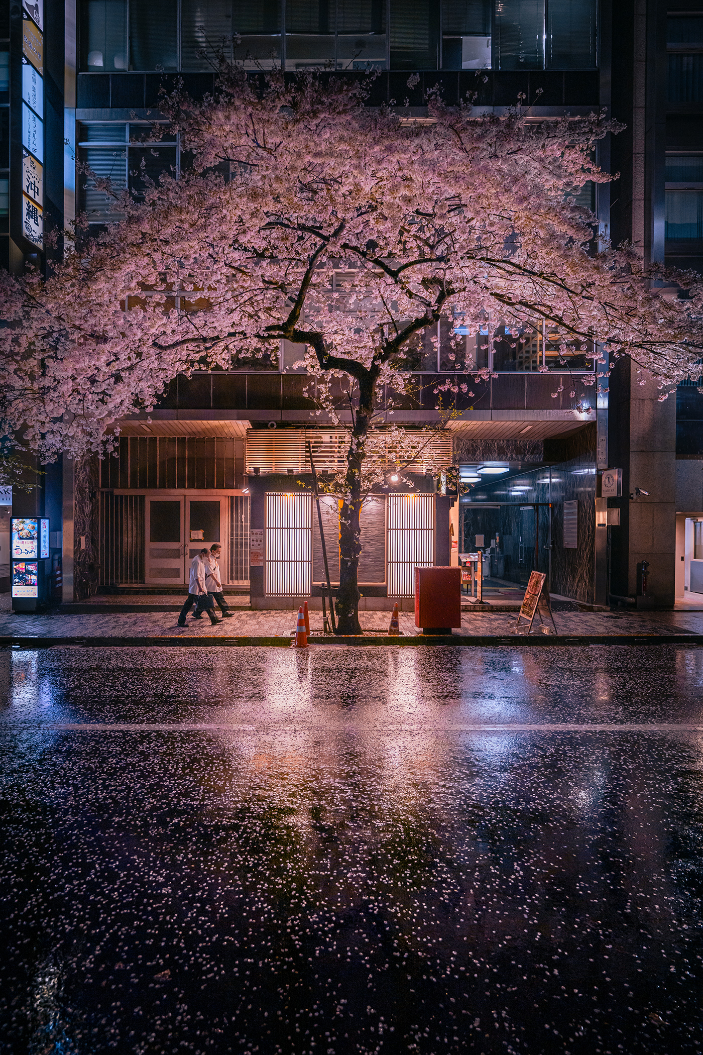 Cherry Blossom city japan lightroom night Photography  spring Street tokyo Urban