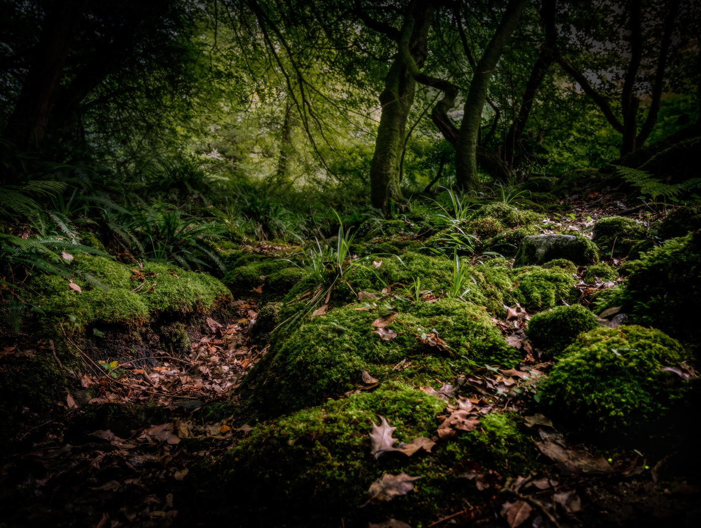 fantasy forest Forrest Photography green Magic   mystical Photography  Tree  woodland photography