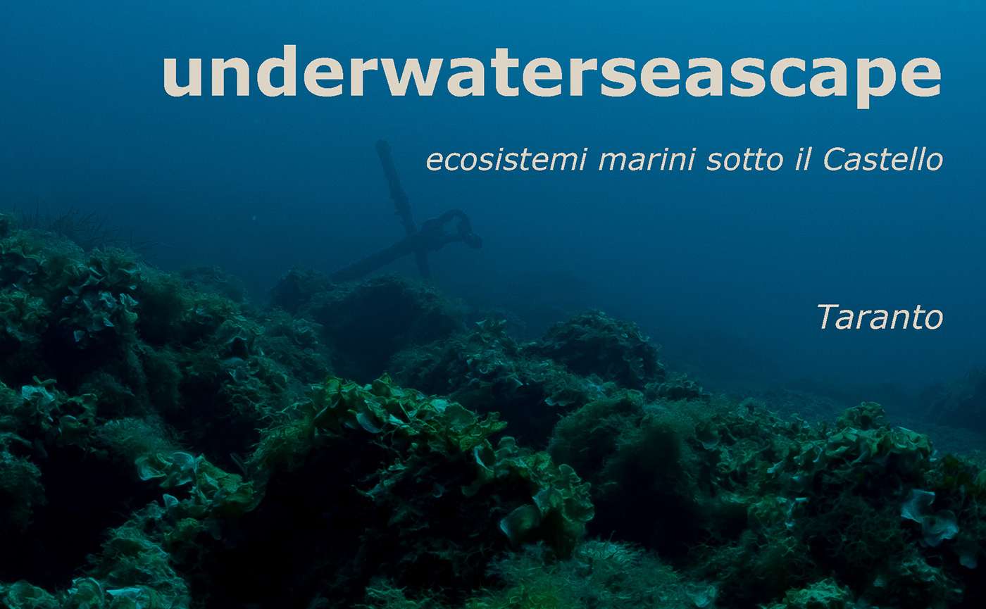 aragonese dive diving fish Nature Ocean photographer Taranto underwater underwaterseascape