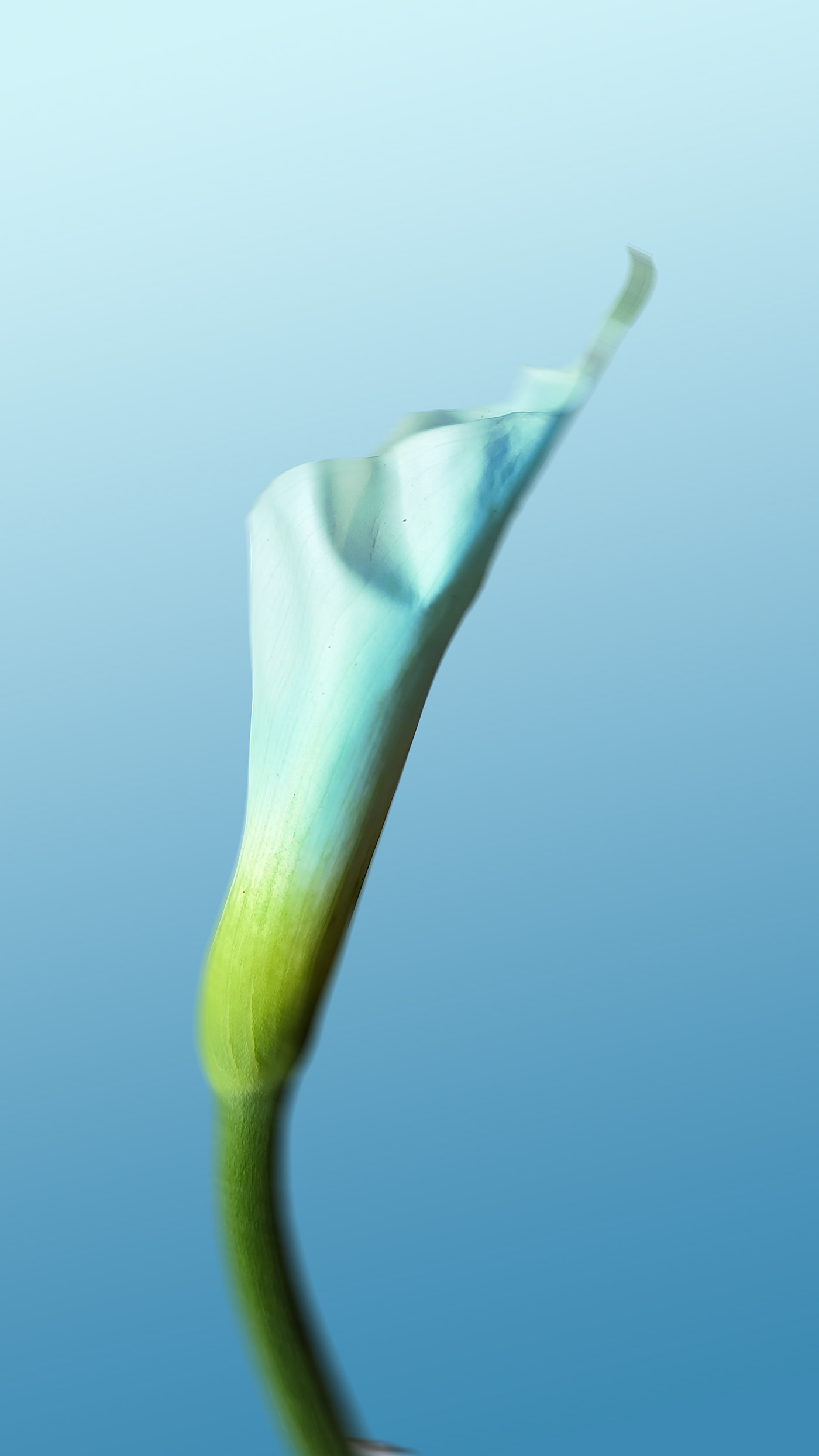 photographer Photography  floral Flowers Nature photoshop lily rose Macro Photography shelby hanlon