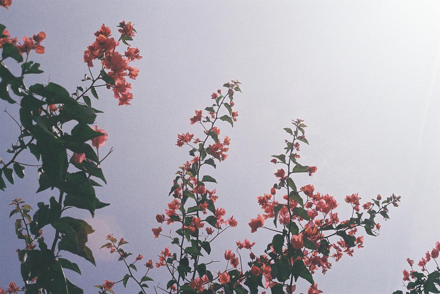 35mm analog Film   Flowers Nature