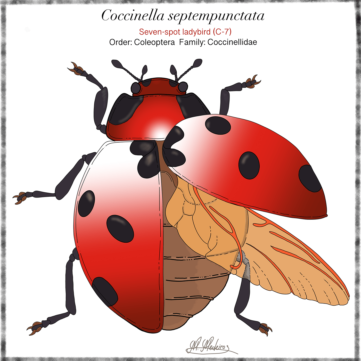 Agro joaninha insect entomology Coleoptera coleopteros taxonomy