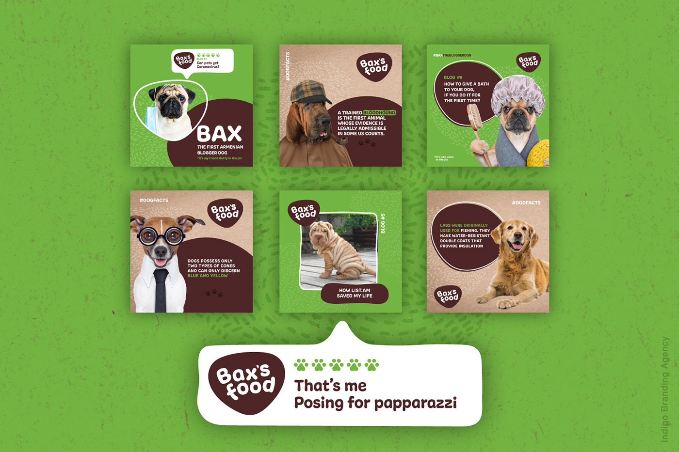 baxs food branding  dogs food eco food Indigo branding Logo Design organic food Packaging pet food product design 