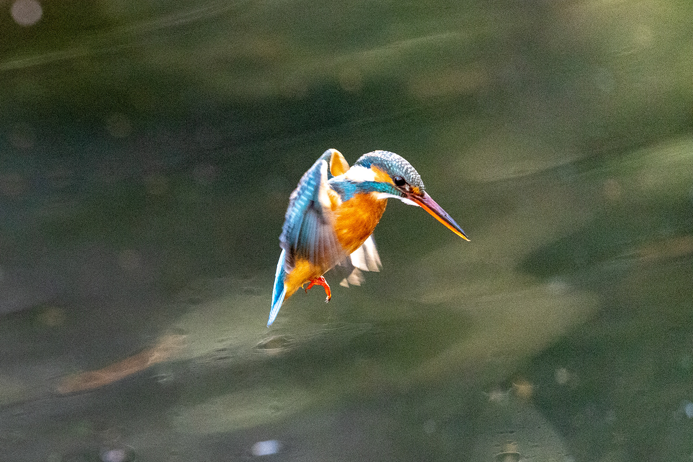 Blue Jewel Hovering kingfisher