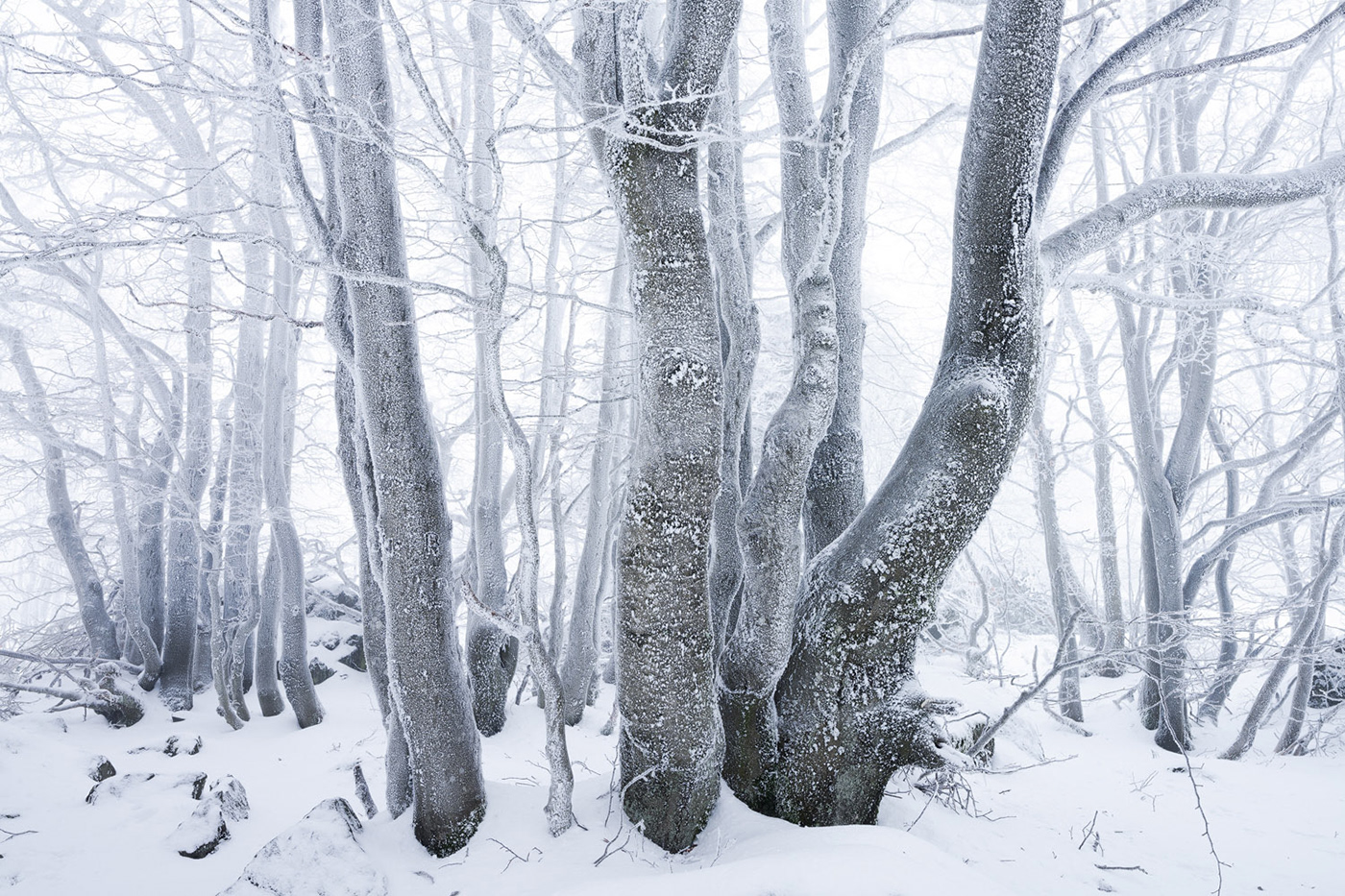 Treescape Nature winter forest Beech Tree  whiteout hoarfrost wood mountain fog