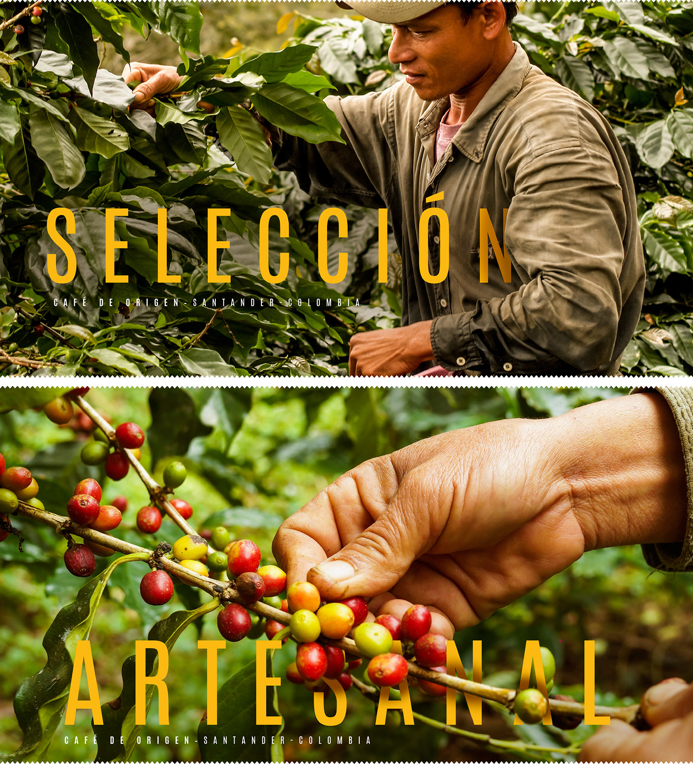 branding  Coffee artesanal design palo selección santo colombia Iconos marca