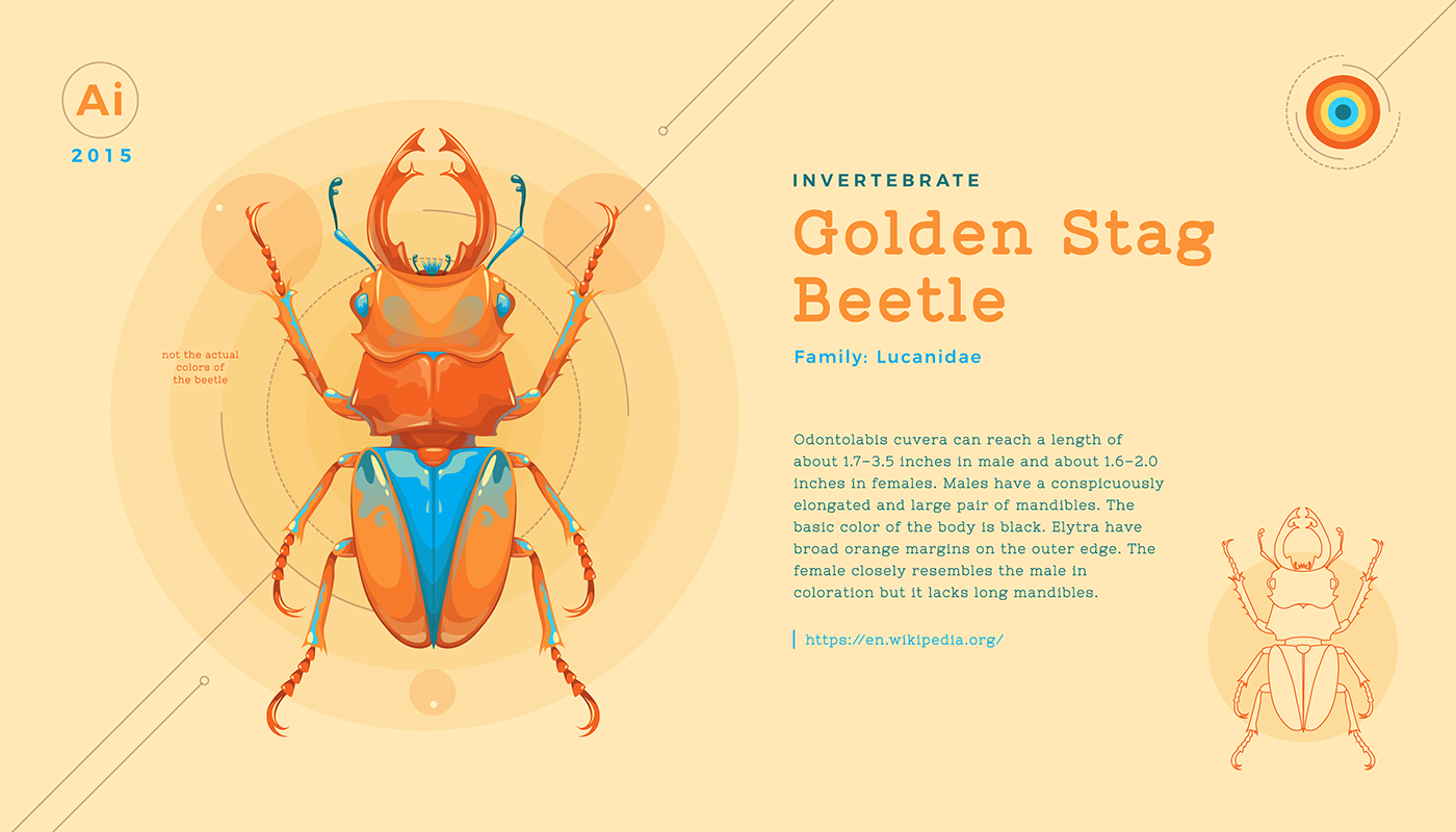beetles insect Illustrator colorful vector graphics flat Nature beetle beetle insect vibrant colors Collection Project science cool