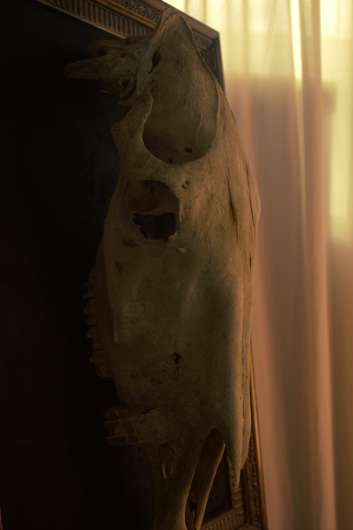 skull antiquedecor dark darkdecor animalsskulls vintagedecor wester westerndecor
