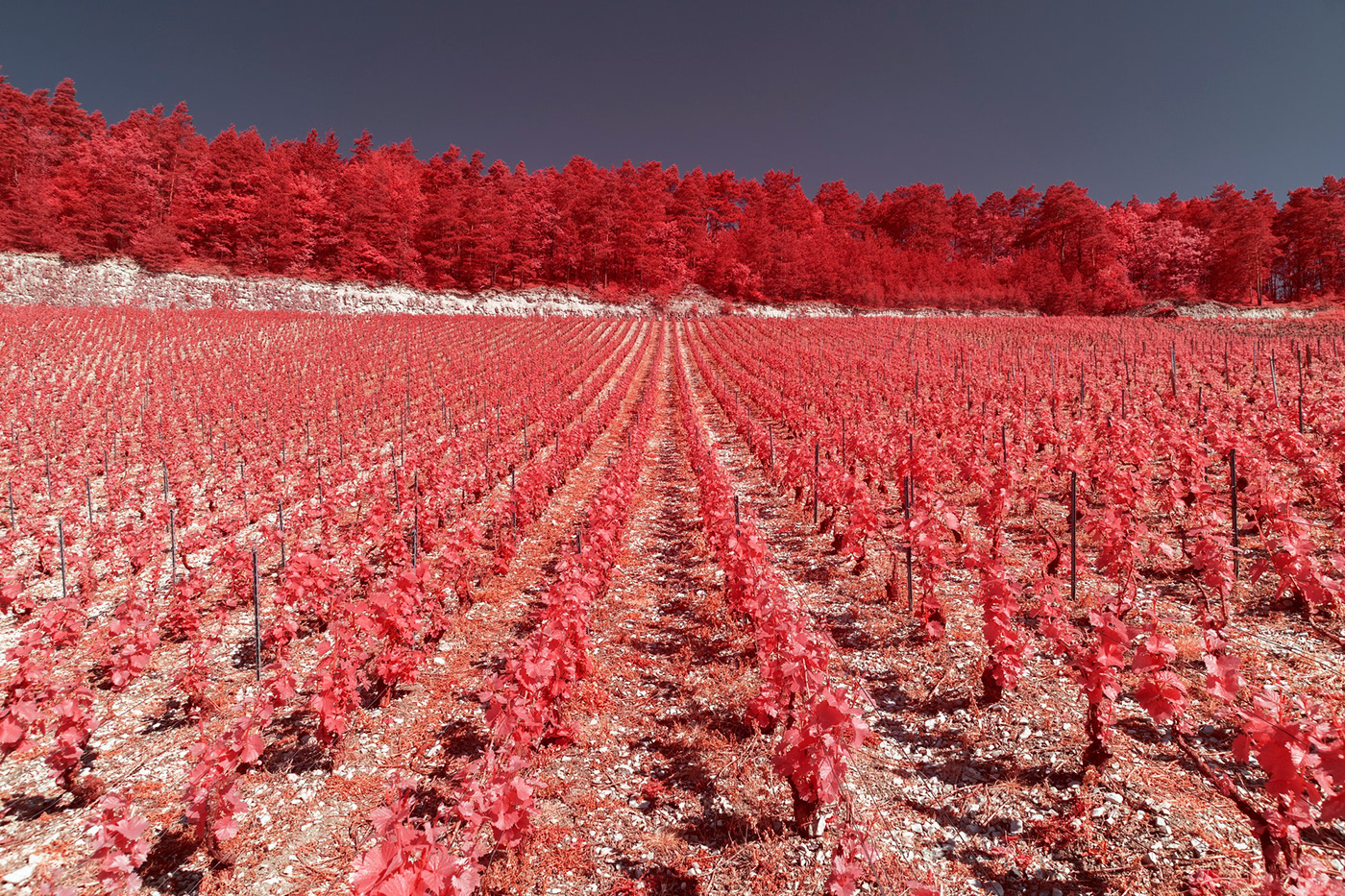 Aerochrome france infrared infrared photography Landscape Nature nature photography Photography  reportage social