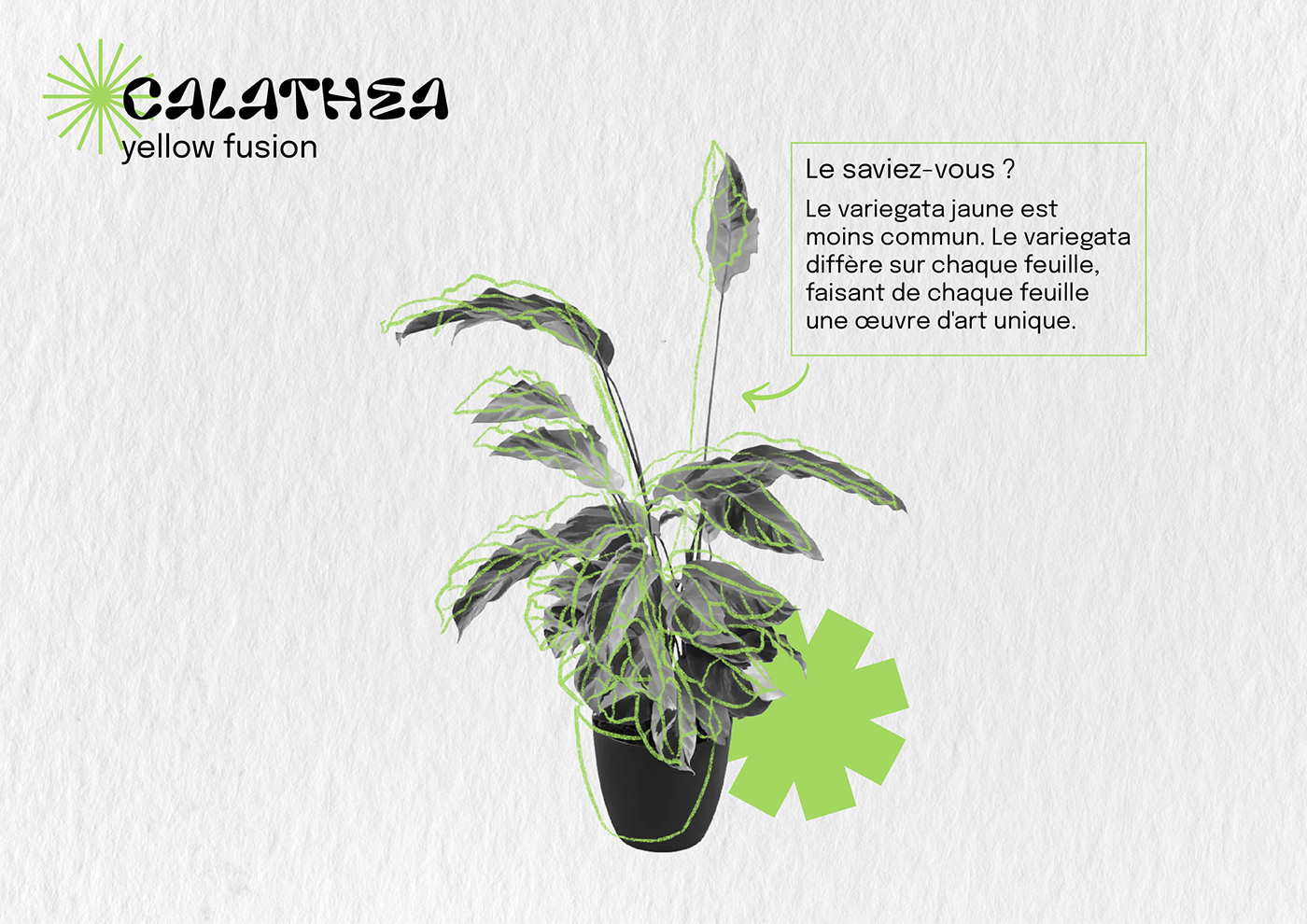 calathea fiches Layout mise en page plants typography  