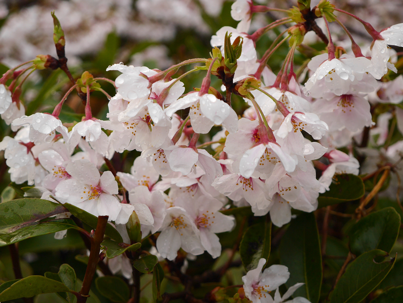 cherry blossom flower spring