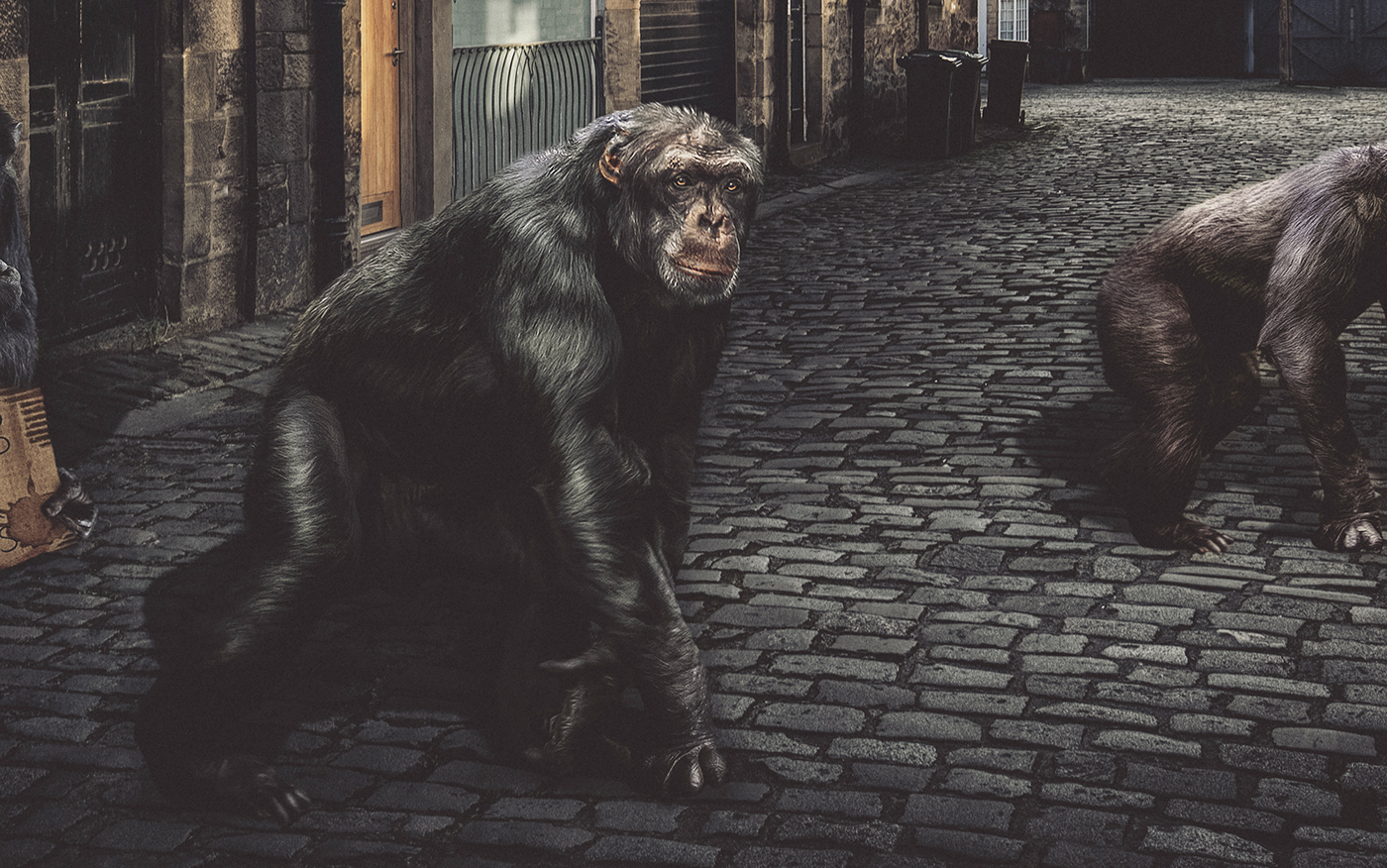 wild animals Chimps endangered homeless wildlife Lee Høwell city monkey charity environment Composite Adobe Photoshop zoo Edinburgh Zoo