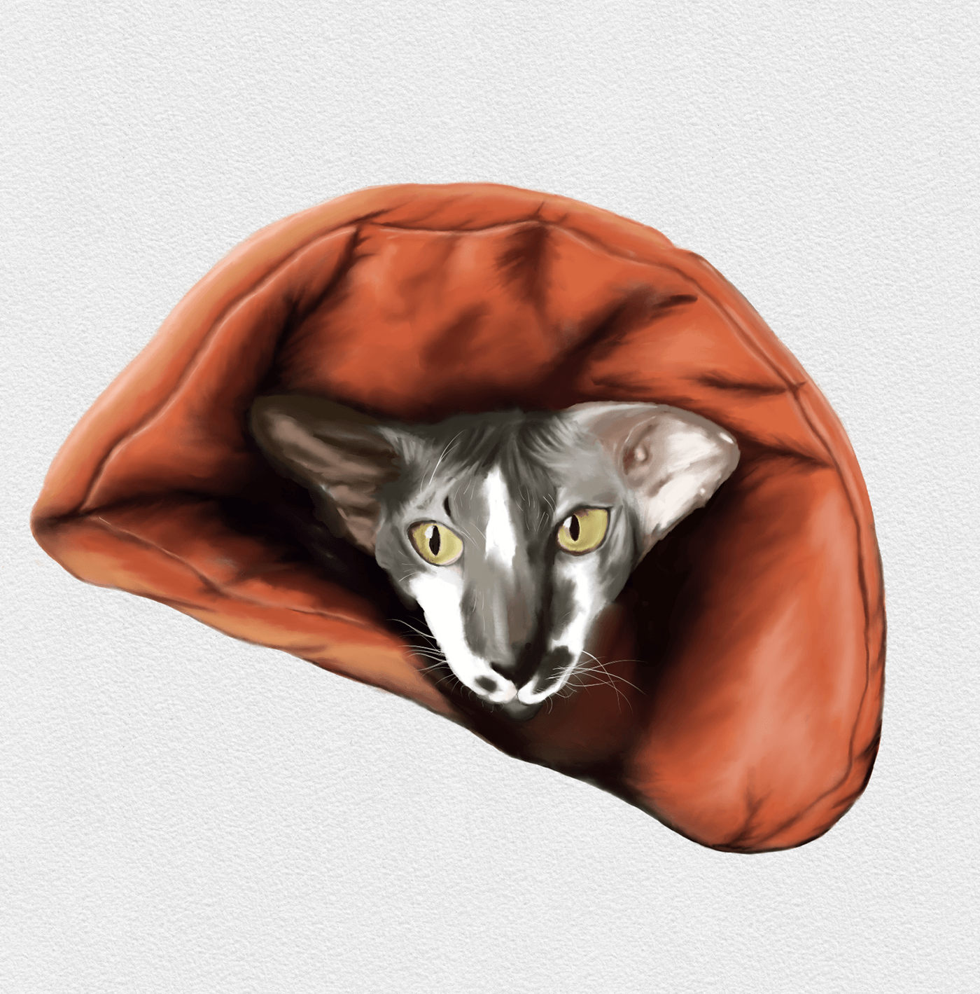 Cat watercolor ILLUSTRATION  Digital Art  Procreate sphynx animal sphynx cat Breed peterbald