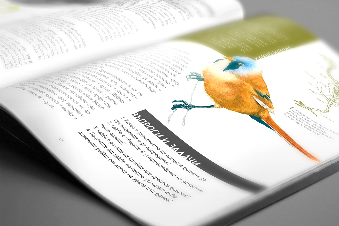 Nature ILLUSTRATION  Layout text book design typo typography   animals school biology