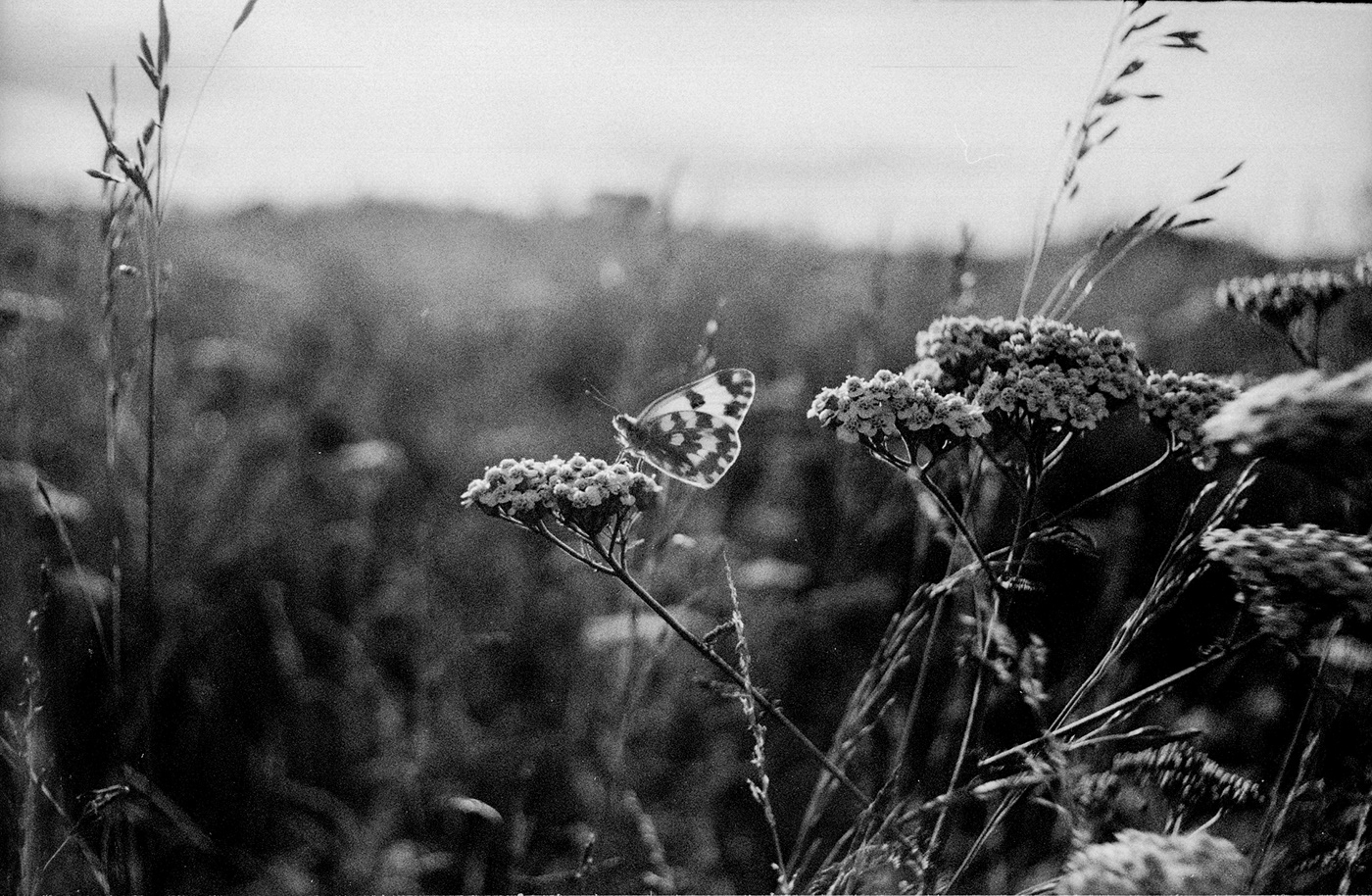 35mm Film   film photography black and white 35 mm film bw Russia Landscape Nature portrait
