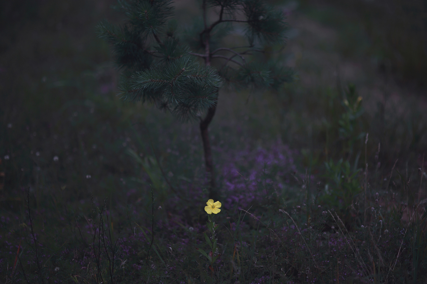 Flowers lietuva lithuania Mindaugas Buivydas Miniature seasons twilight