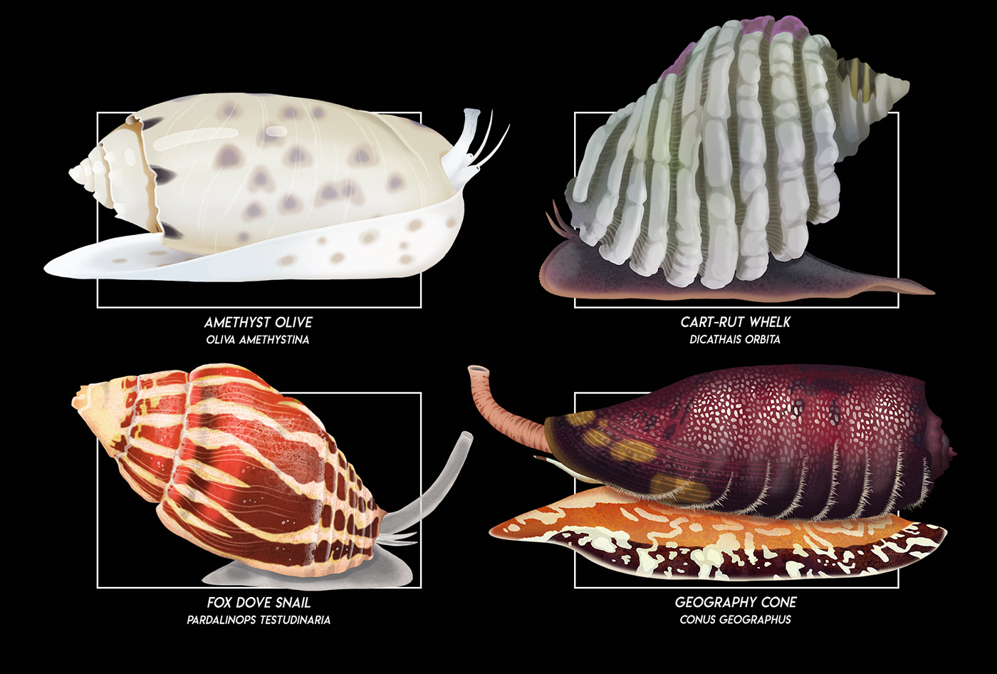 Australia barrier reef marine life nature illustration sea snails wildlife Wildlife Illustration