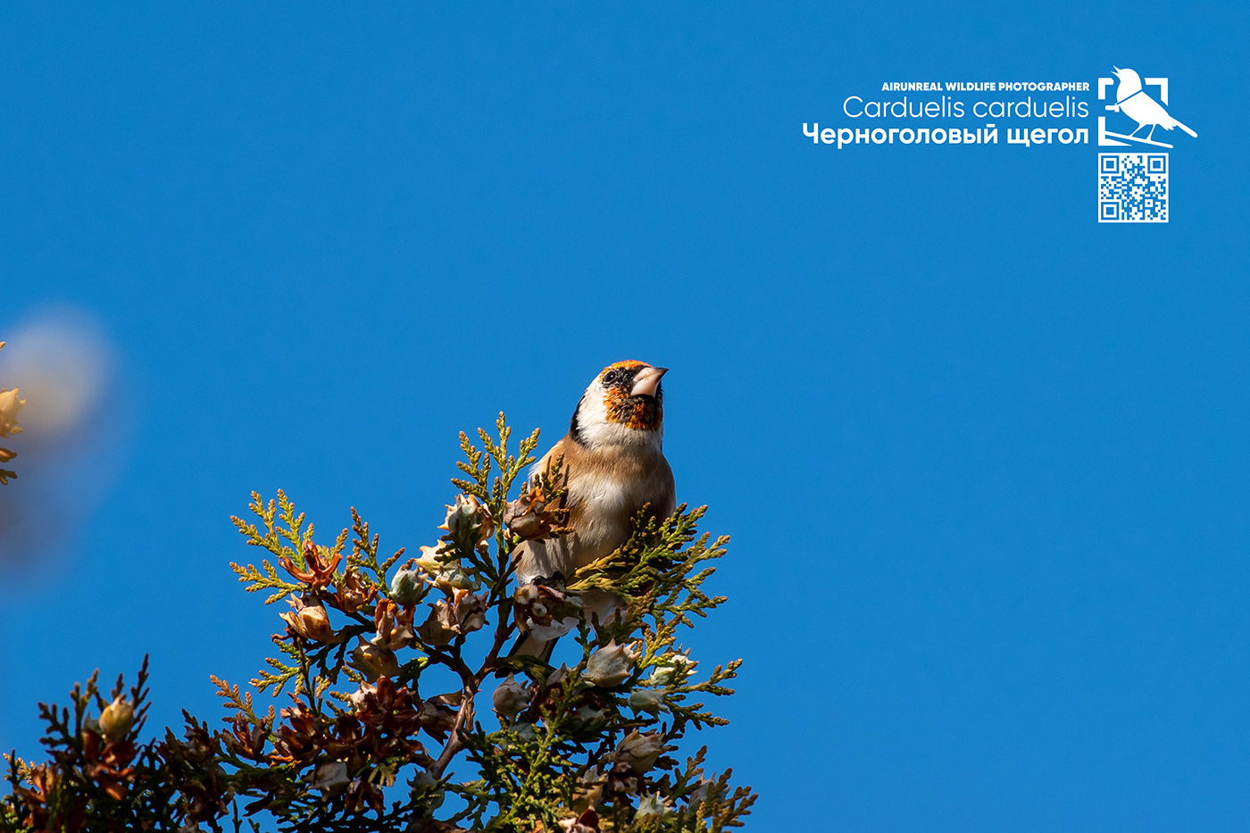 bird birds birdswatching Carduelis carduelis European Goldfinch Russia volgograd wildlife