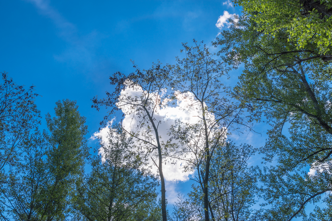 concept SKY blue trees clouds SUNNY DAY colors Photography  Project photo collection