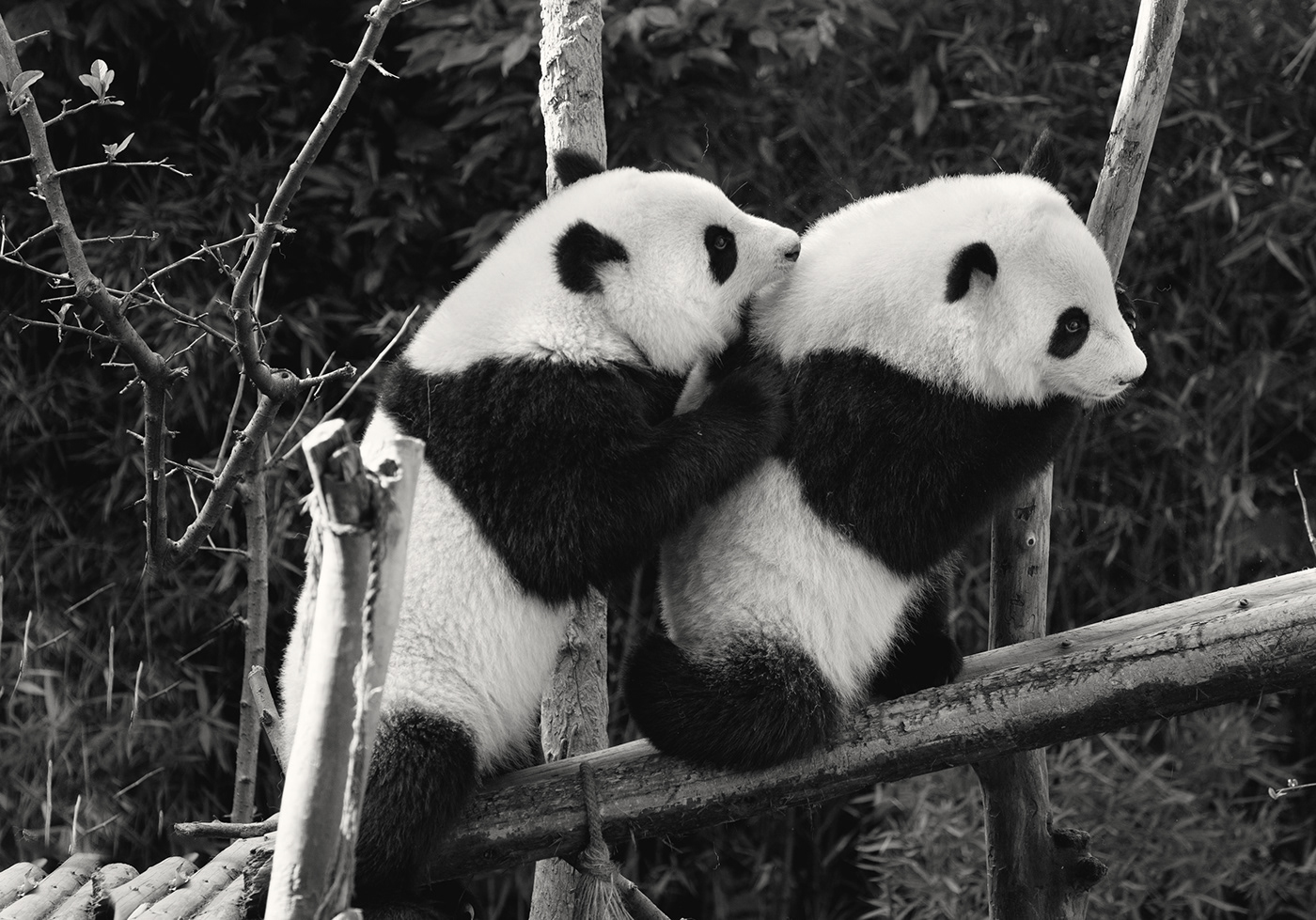 animals b&w black and white china giant pandas Panda  pandas Sichuan wildlife panda bear
