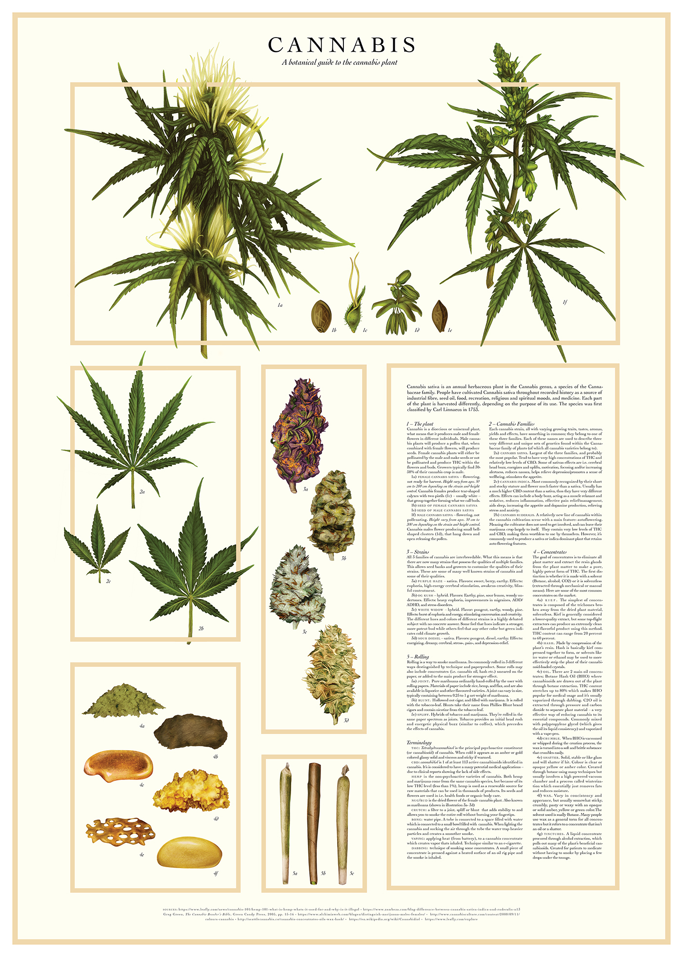 cannabis weed marijuana infographic botanical plate botany flower floral handprint strains sativa indica concentrates
