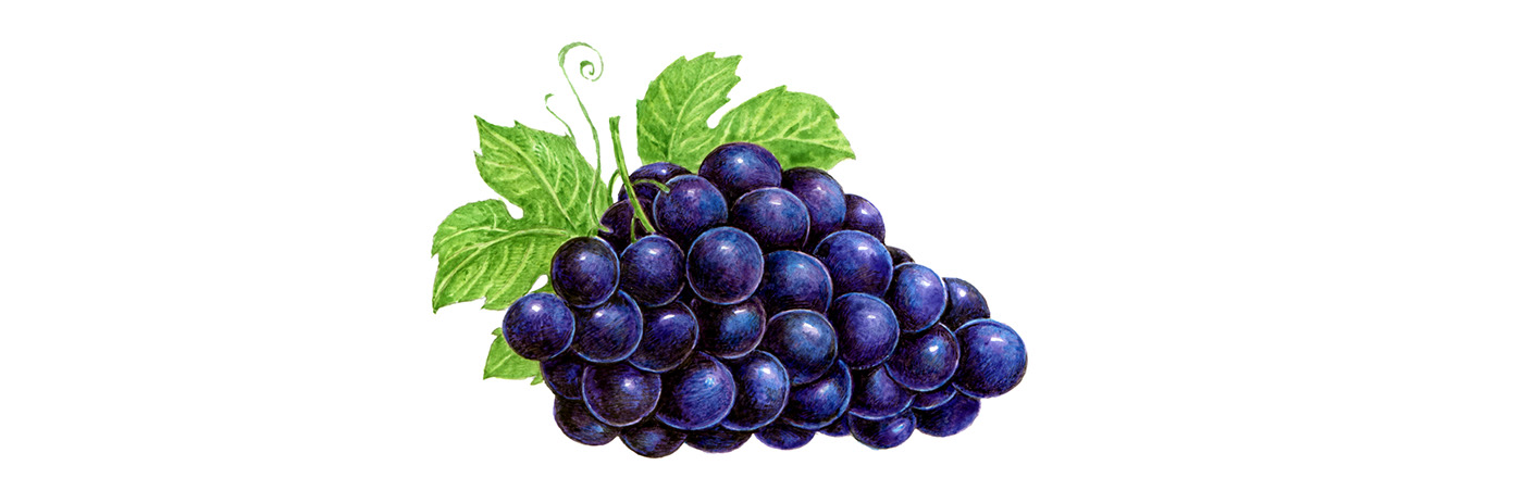 watercolor watercolor illustration painting   ILLUSTRATION  watercolor painting TRADITIONAL ART grapes
