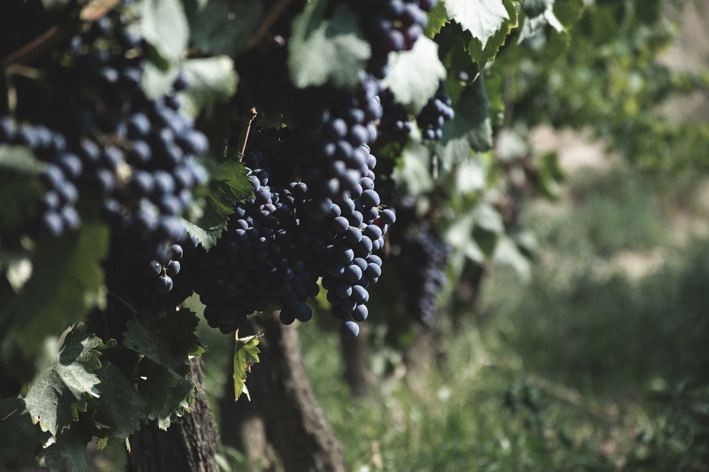 WINEYARD wine grape field winegrower oenologist wine cellar Photography  portrait digital editing