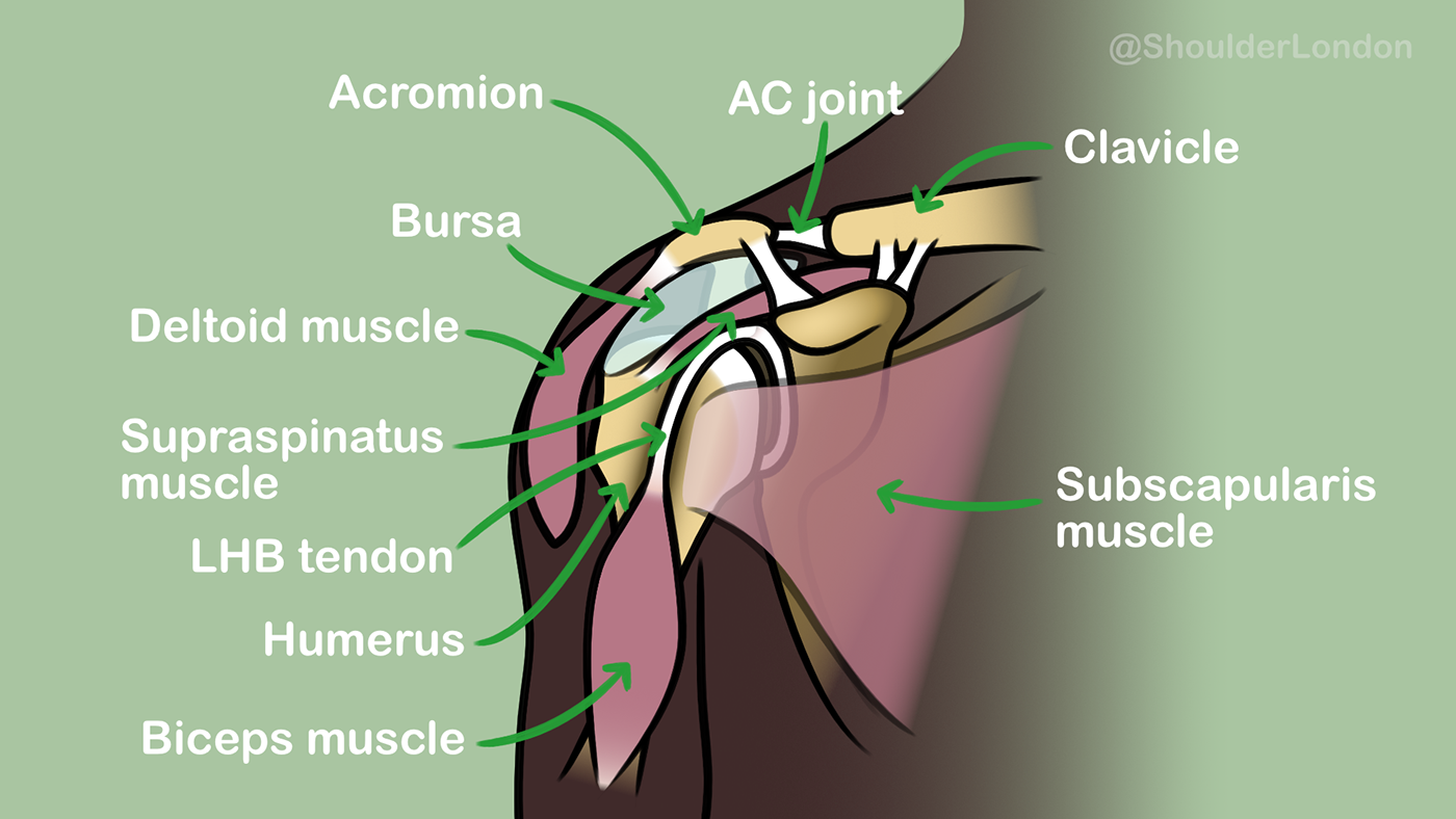 medical illustration Shoulder Anatomy shoulder surgery shoulder treatment dislocation Nick Ferran rotator cuff subacromial shoulder surgeon