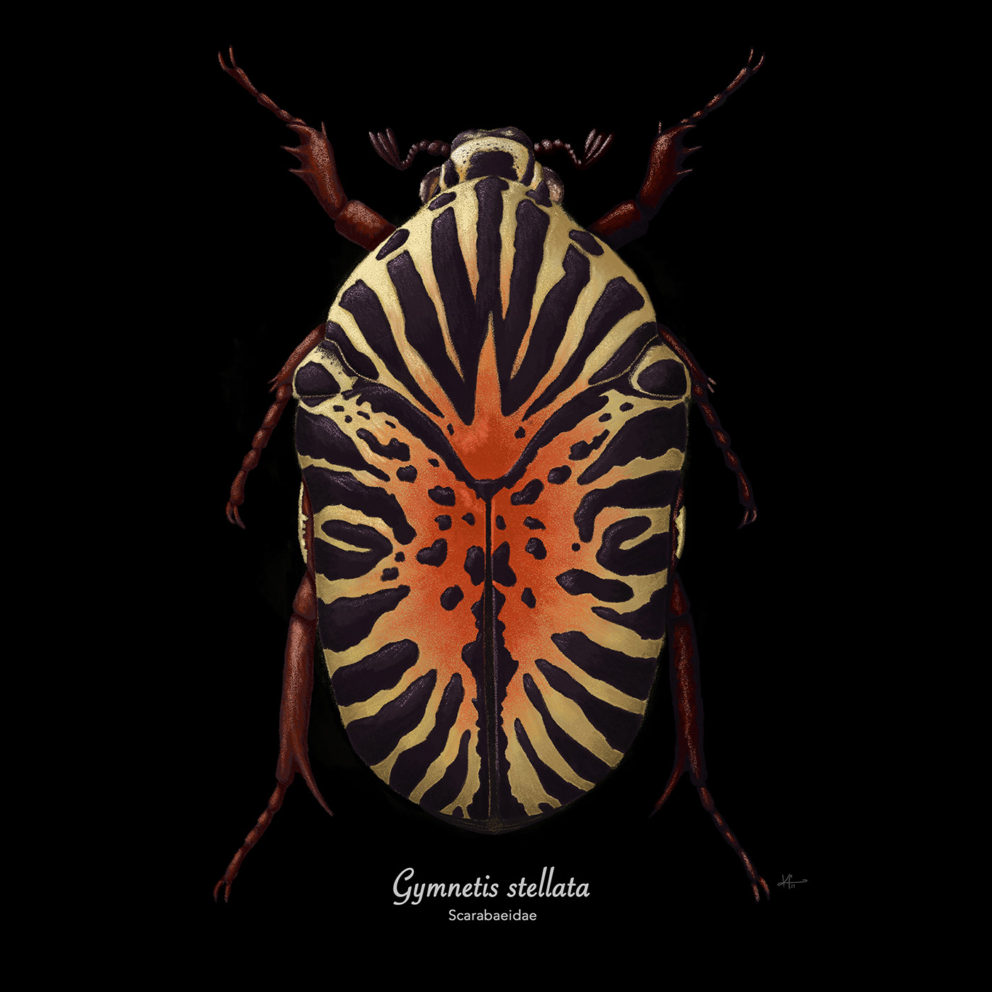 beetle Coleoptera DigitalIllustration escarabajos ILLUSTRATION  ilustracion insect Invertebrates scientific illustration venezuela