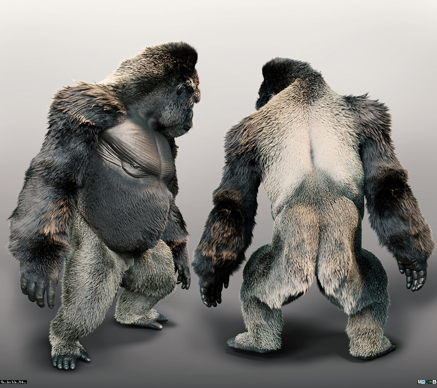 anatomy animals gorilla texture Zbrush zbrush sculpt 3d modeling Render Autodeskmaya mountaingorillas