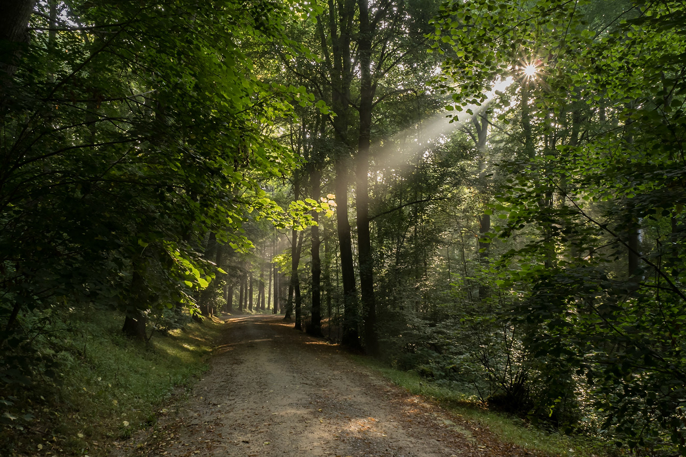 belgium brokenlight forest hiking MORNING morninglight sonienforest sunlight zonneharp
