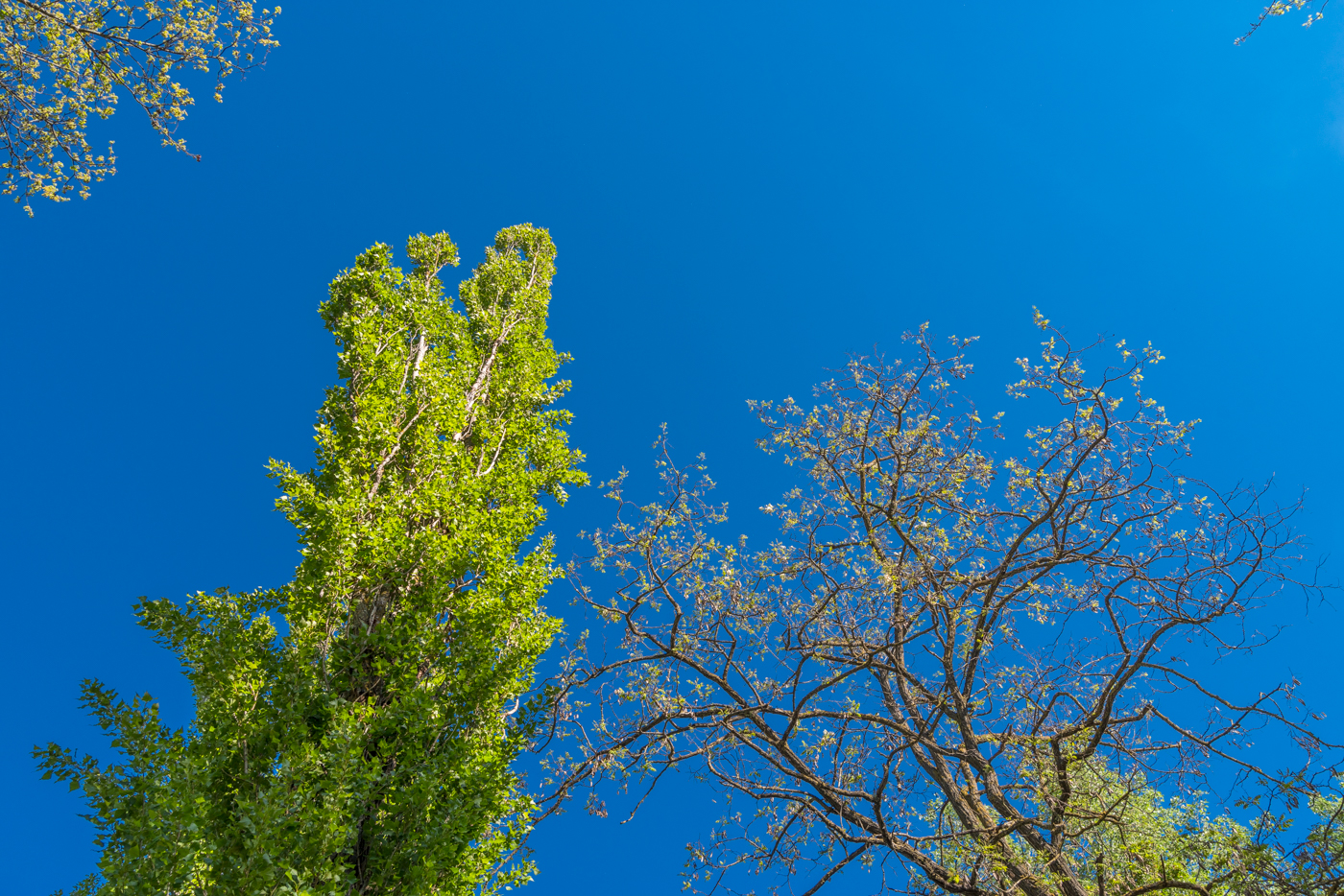 concept SKY blue trees clouds SUNNY DAY colors Photography Project photo collection