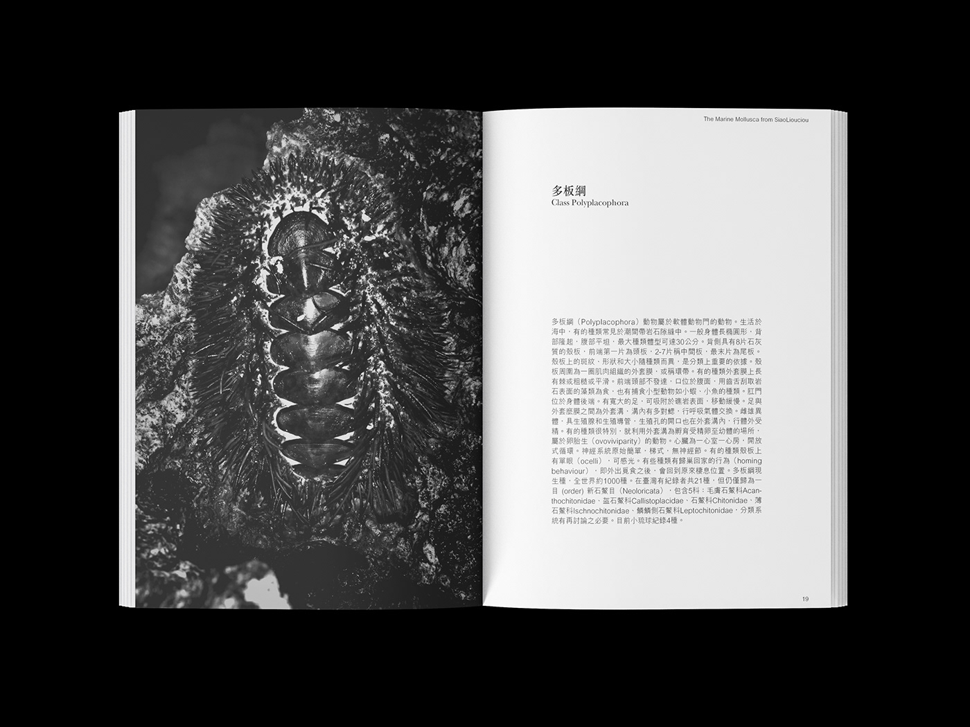 book design editorial sea Ocean taiwan book biology ILLUSTRATION  圖鑑 生物