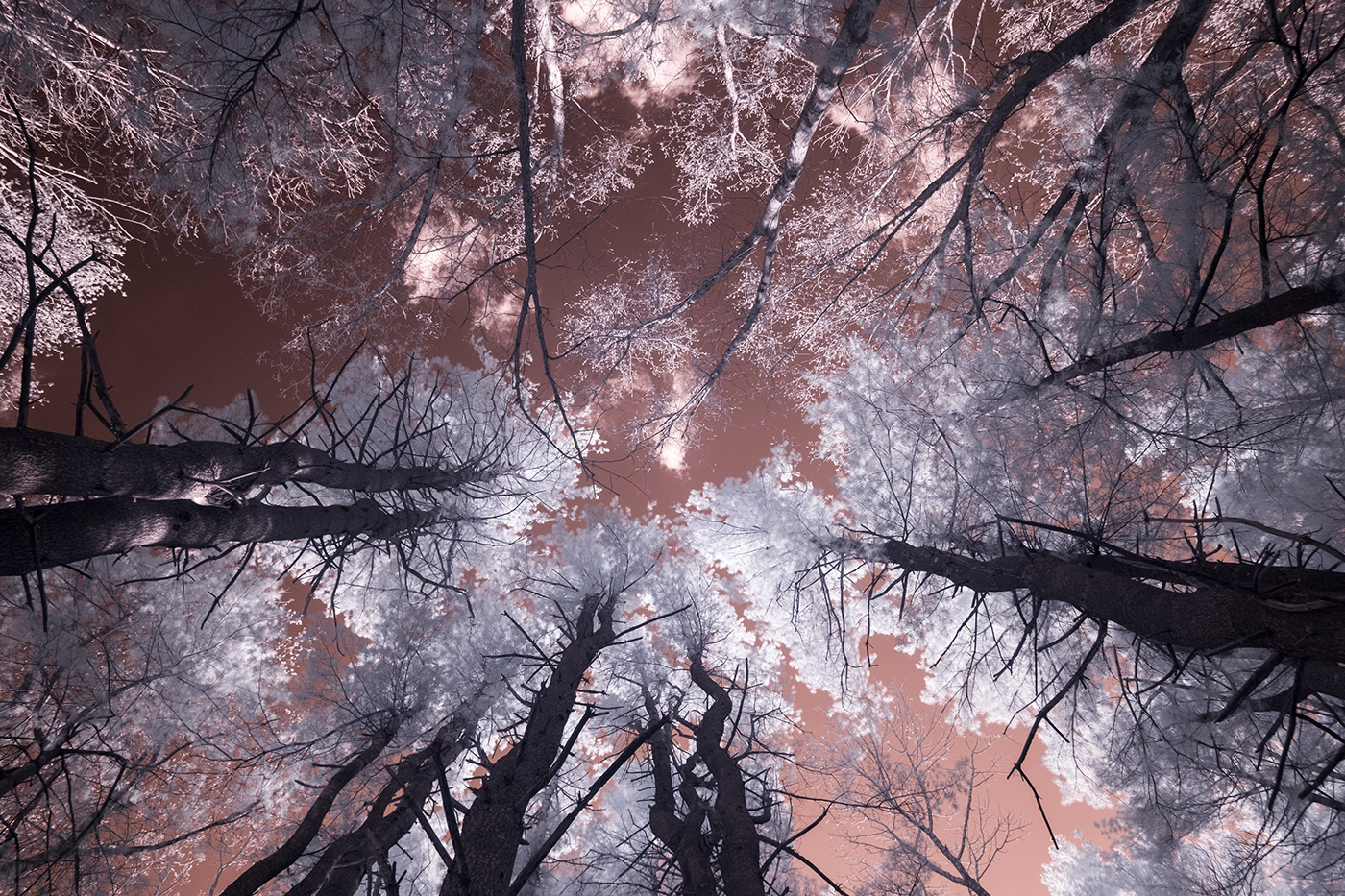 infrared digital photography  Landscape Photography 