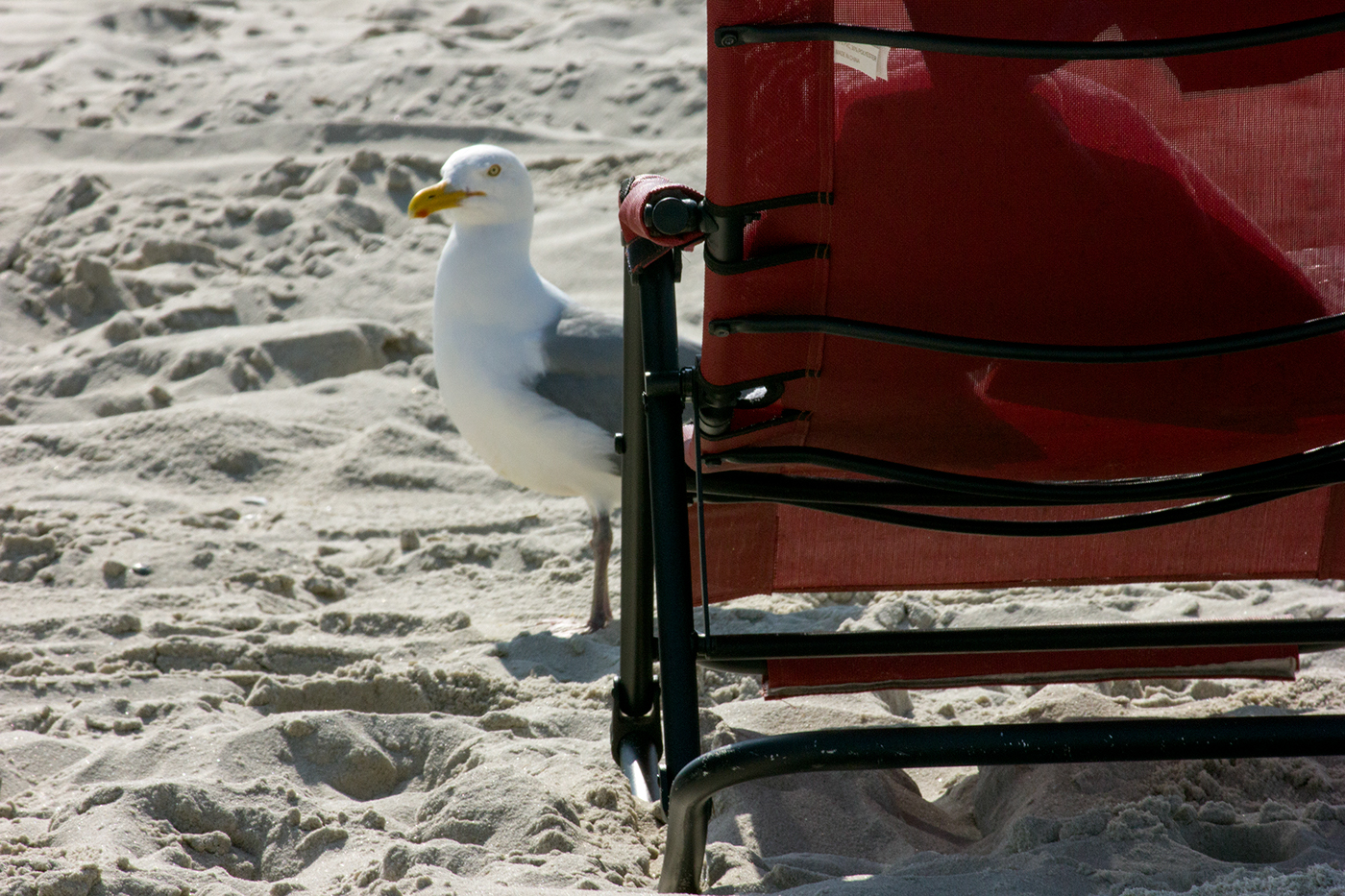 Photography  photographs birds beach sand seagull