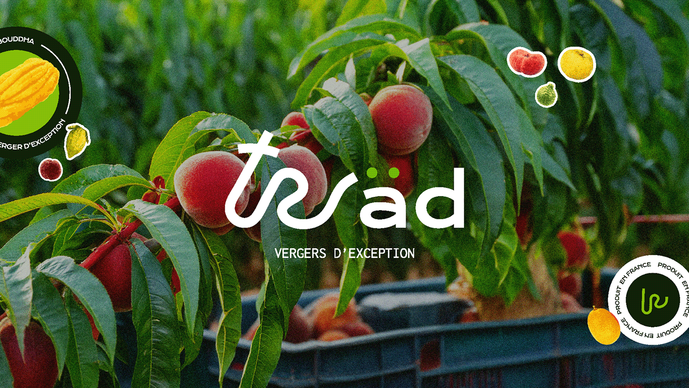 identité visuelle branding  brand identity Logo Design graphic design  visual identity Arboriculture nature branding Nature Fruit